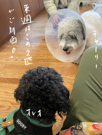 2024-02-15-dogs1