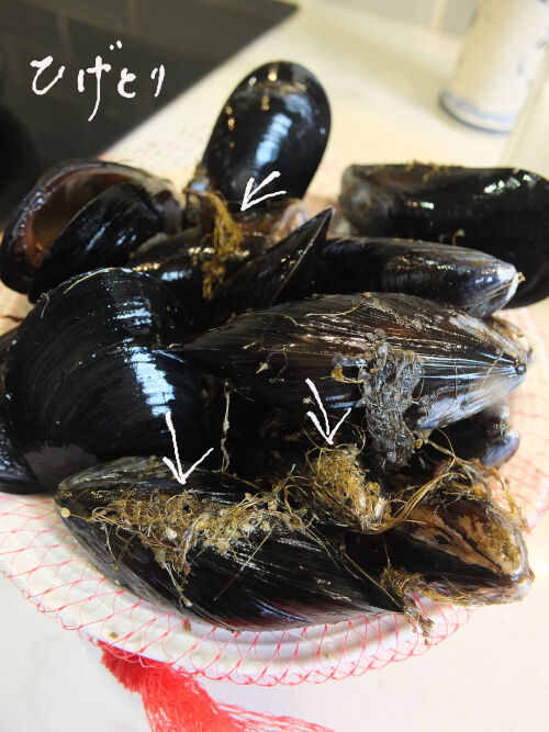 2026-10-11-clams2