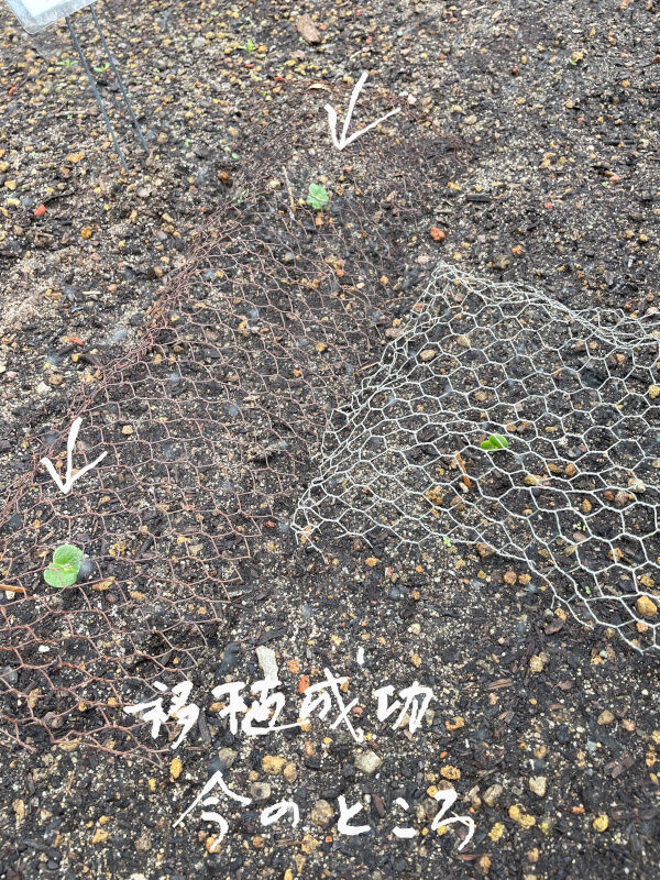 2026-03-03-farm3
