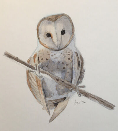 2020-05-31-owl1