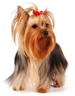 2019-03-03-dog2