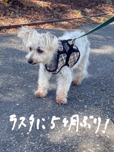 2024-09-06-rasta1