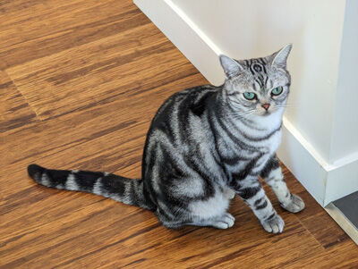 2024-06-07-cat1