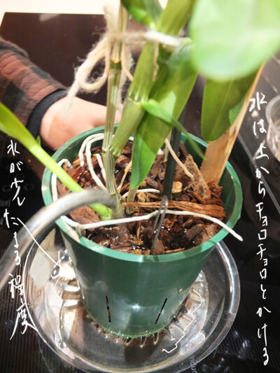 2022-02-14-orchid4