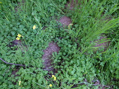 2013-02-24-mounds