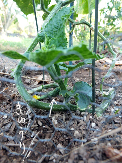 2020-09-06-cucumber2