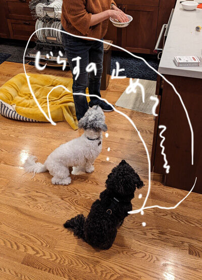 2024-03-01-dogs3