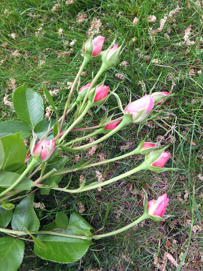 2021-05-15-rose2