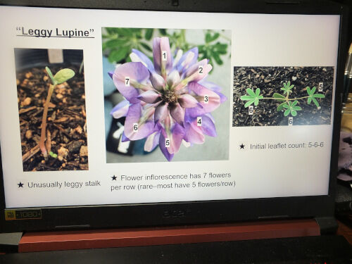 2026-01-29-lupines1