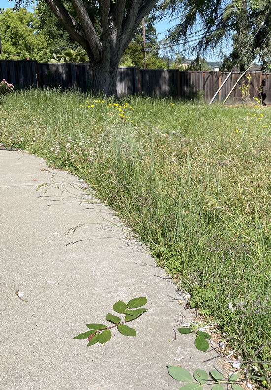 2023-06-22-grass10