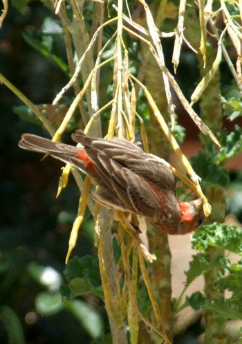 2013-06-26-bird1