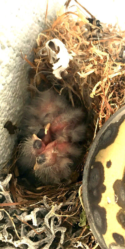 2021-06-04-nest