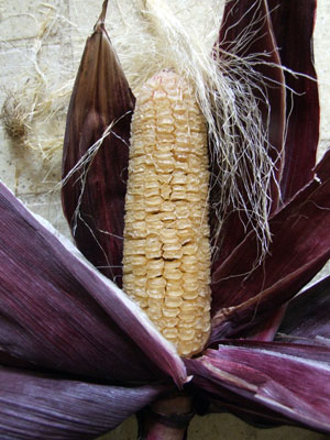 2013-12-27-corn3