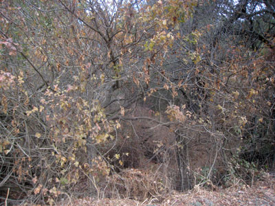 2013-11-19-rancho5