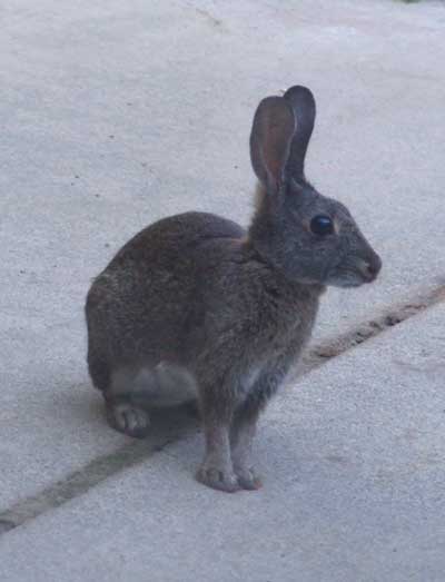 2014-10-06-rabbit2