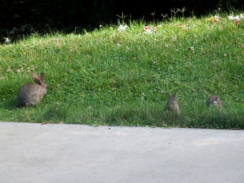 2017-06-28-rabbit4