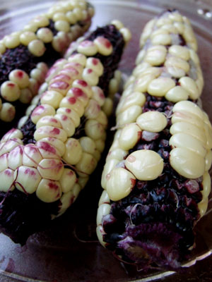 2013-07-30-corn5