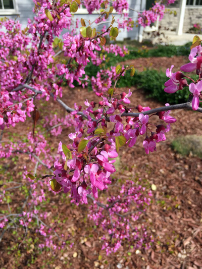 2020-03-08-flower2