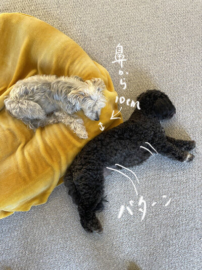 2023-07-29-rastaoreo7