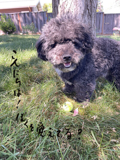 2024-05-13-oreo3