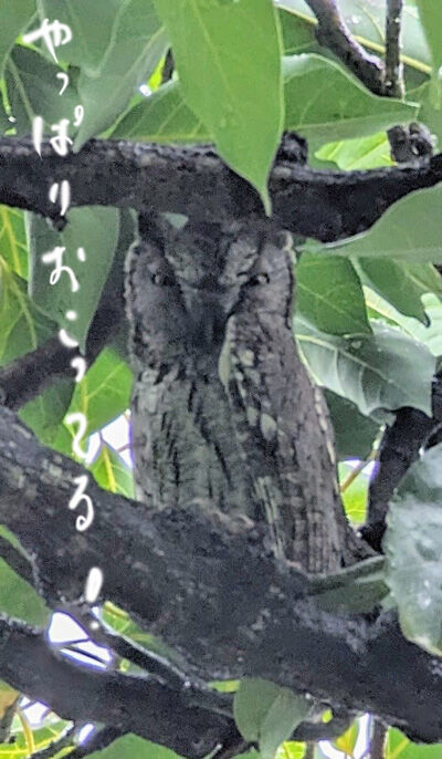 2024-01-20-owl4