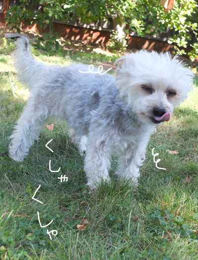 2019-08-28-rasta12