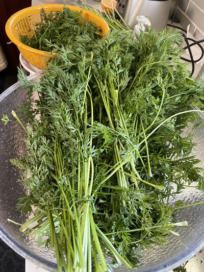 2024-06-16-carrots4