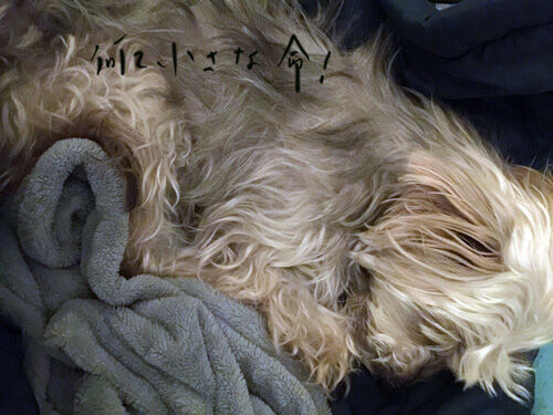 2021-05-28-rasta2