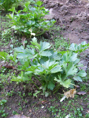 2011_01_24_celery