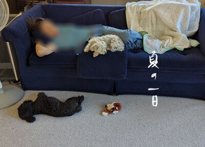 2023-11-03-dogs