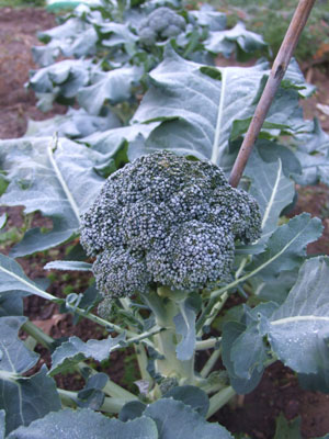 2013-01-02-broccoli