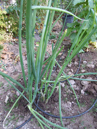 2011_07_18_greenonions
