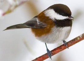 2015-03-05-chestnut_backed_chickadee