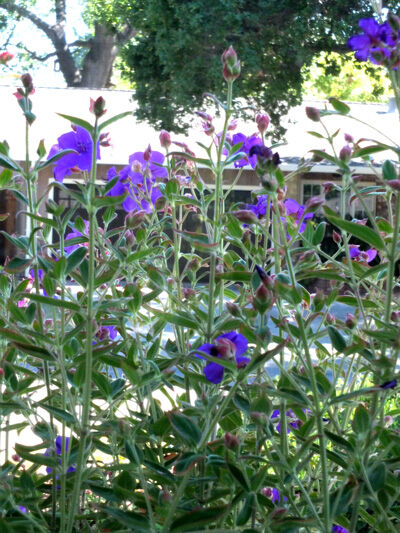 2024-07-26-princessflowers1