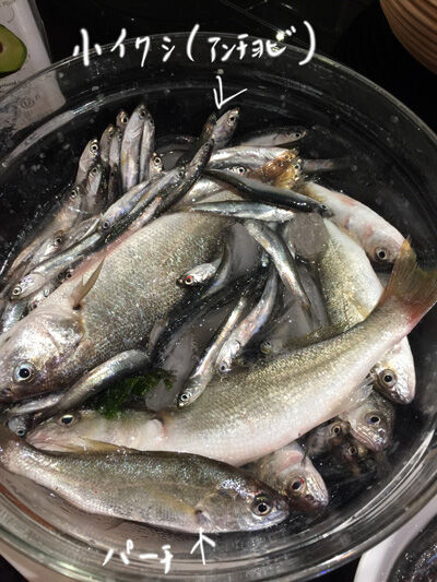 2021-09-26-fish3