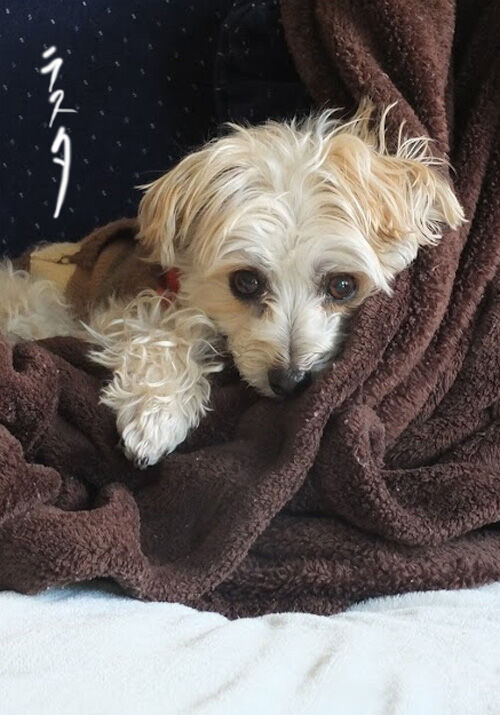 2021-10-02-dog2