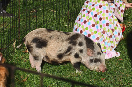 2013-12-14-pig