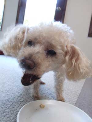2014-03-14-chibitoast3