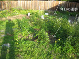 2010_02_17_weeds