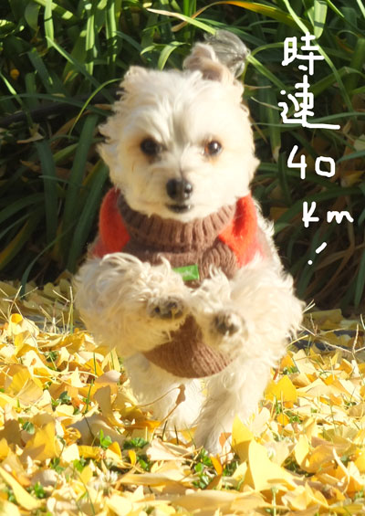 2019-12-07-rasta1