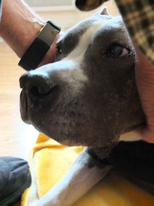 2017-12-29-shelby3