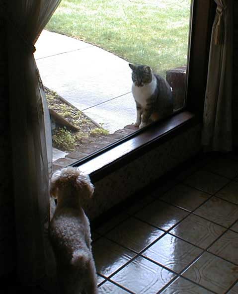 2015-05-31-chibicat1