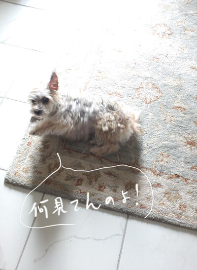 2021-01-06-rasta4