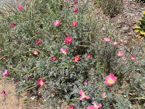 2025-06-13-meadow1