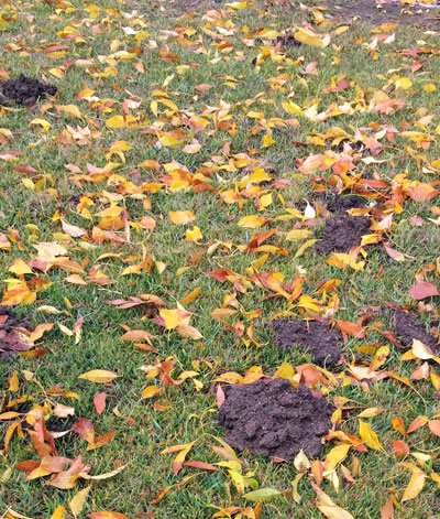 2019-12-11-gopher