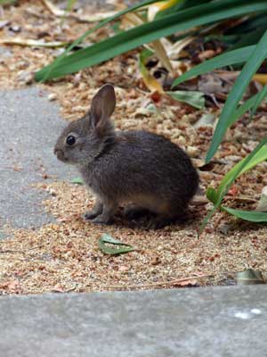 2015-06-23-rabbit1
