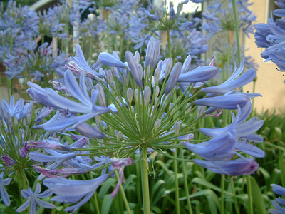 2011_12_27_agapanthus