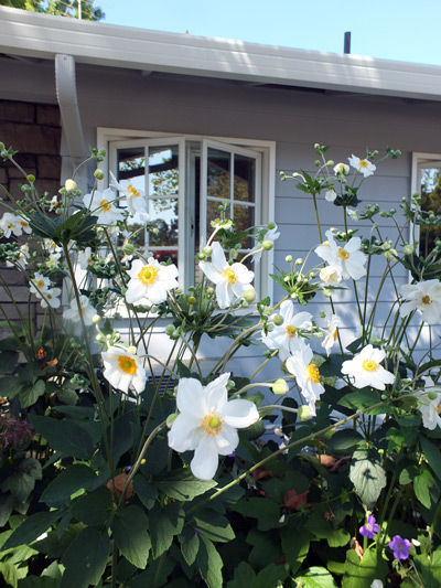 2018-09-10-anemone2