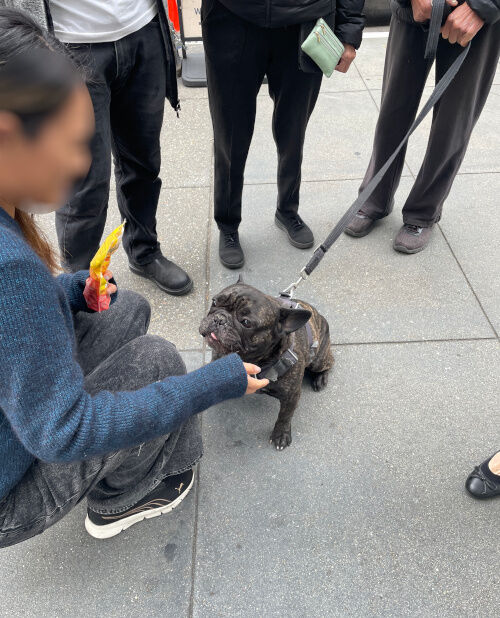 2026-10-22-frenchbull