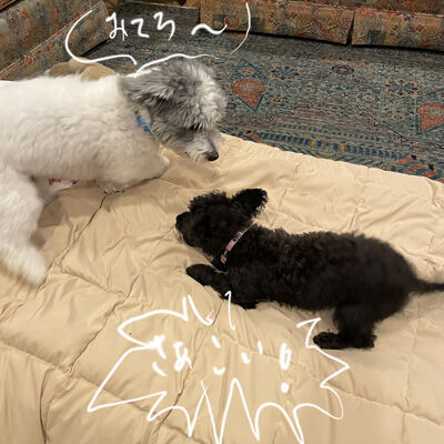 2024-07-12-dogs2